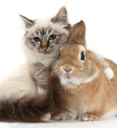 Tabby-point Birman cat and Sandy Netherland-cross rabbit, Peter