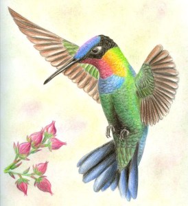 colibrì